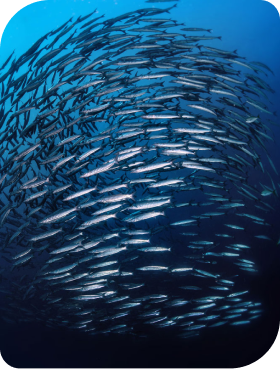 Sutras para Sincrodestino